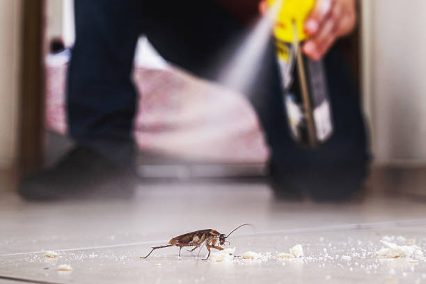 Best Insect Control  in Windber, PA